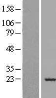 MYL12A / MRCL3 Protein (Over-Expression Lysate Myc-DDK (Flag))
