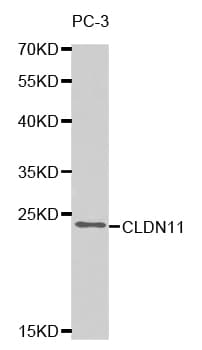Polyclonal Rabbit anti-Human CLDN11 / Claudin 11 Antibody (IHC, IF, WB)