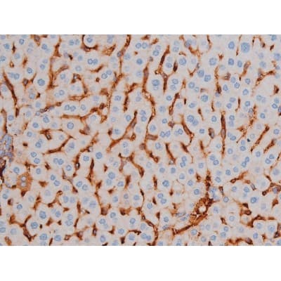 AKT1 Antibody (phospho-Ser124)
