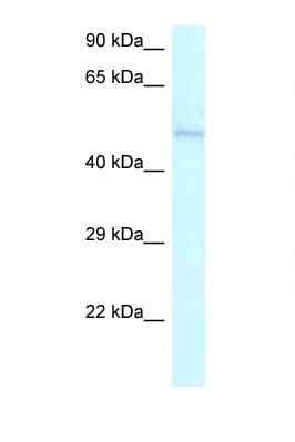 Ameloblastin / AMBN Antibody (aa286-335)