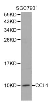 CCL4 / MIP-1 Beta Antibody