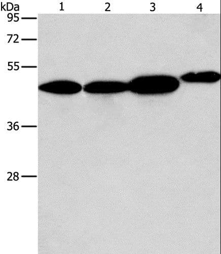 ARFGAP1 Antibody
