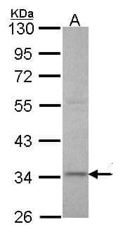 XRCC3 Antibody (aa202-346)