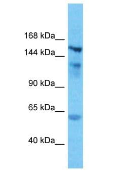 KIAA1462 Antibody (aa31-80)