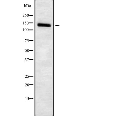 SLC4A7 Antibody