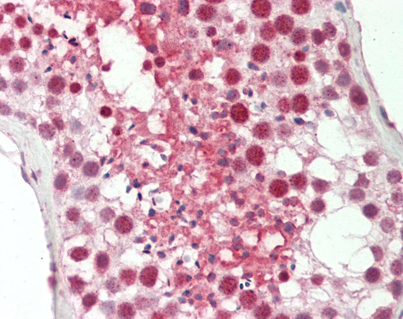 BLZF1 Antibody (C-Terminus)