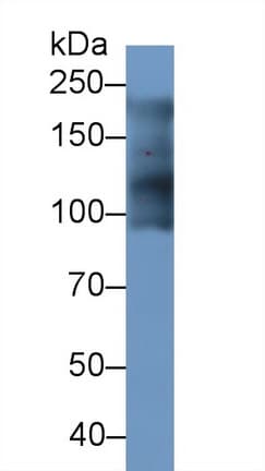 MYH7B Antibody (aa829-1106, Biotin)