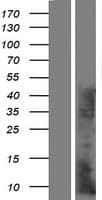 KRTAP7-1 Protein (Over-Expression Lysate Myc-DDK (Flag))