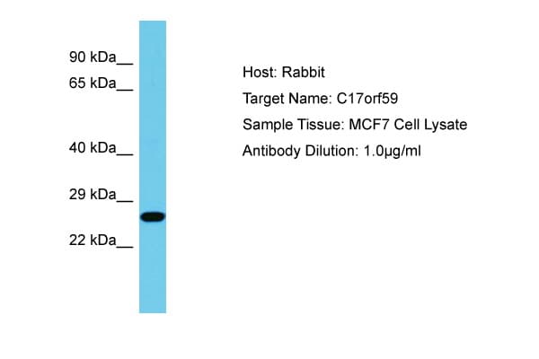 C17orf59 Antibody (aa38-87)