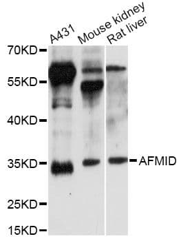 AFMID Antibody