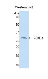 SMAD3 Antibody (aa231-425)