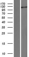 Human CEB1 / HERC5 Protein (Over-Expression Lysate Myc-DDK (Flag))