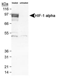 HIF1A / HIF1 Alpha Antibody (aa432-528, Biotin)