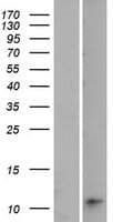 LOC642587 Protein (Over-Expression Lysate Myc-DDK (Flag))
