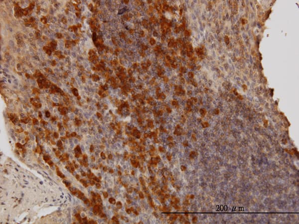 BAG1 / BAG-1 Antibody (clone 4C10)