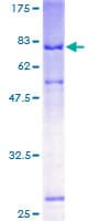 Human IL13RA1 / IL13R Alpha 1 Protein (Recombinant GST)
