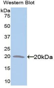 GFAP Antibody (aa254-374)