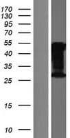 CELF3 Protein (Over-Expression Lysate Myc-DDK (Flag))
