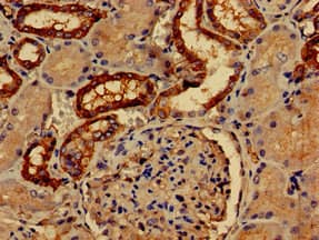 Paralemmin / PALM Antibody