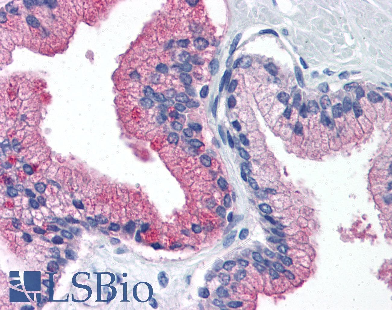 IHC-plus™ B2M / Beta 2 Microglobulin Antibody