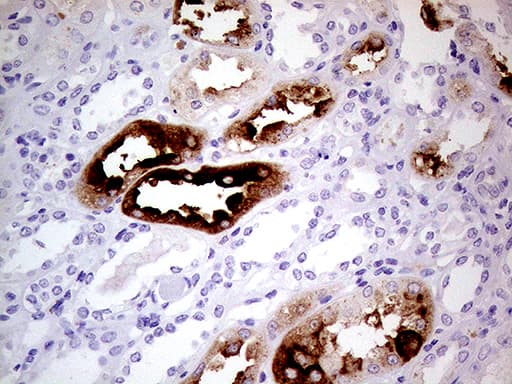 Monoclonal Mouse anti-Human ALPI / Alkaline Phosphatase Antibody (clone OTI3D5, Carrier-free, IHC, WB)
