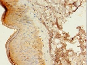 ATG16L1 / ATG16L Antibody (aa1-607)