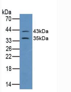 GJA1 / CX43 / Connexin 43 Antibody (aa180-382)