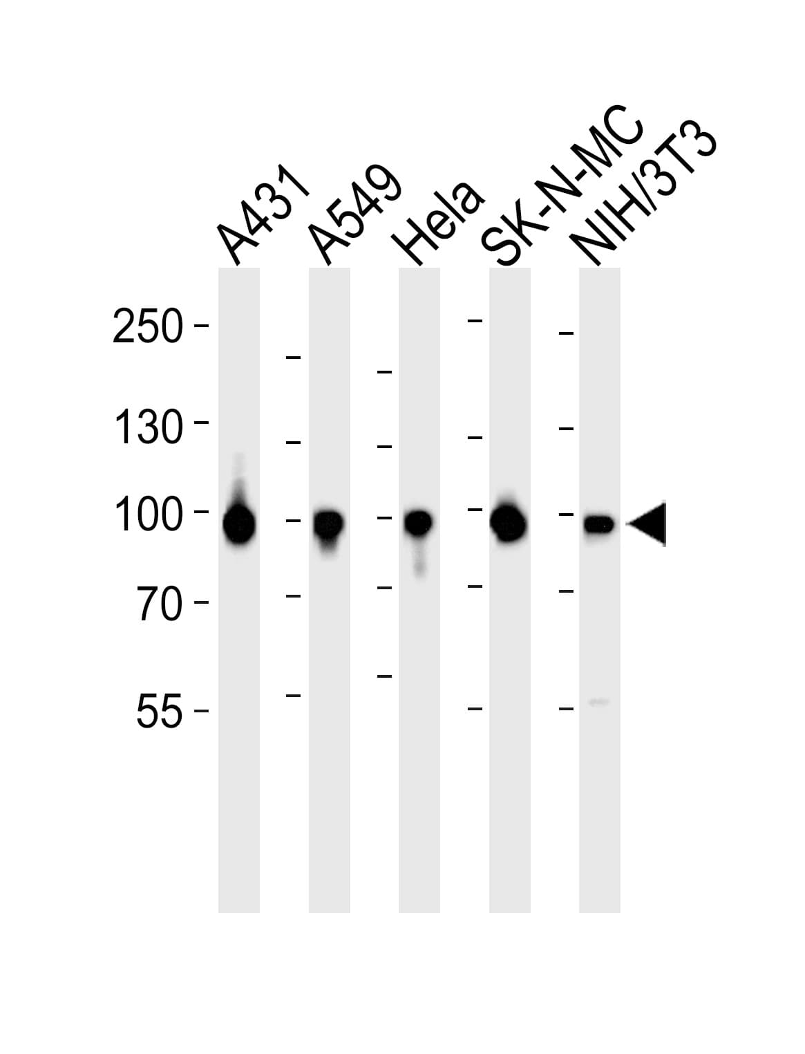 Polyclonal Rabbit anti-Human HSP90AA1 / Hsp90 Alpha A1 Antibody (aa299-331, WB)