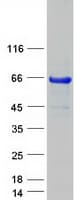Human SOX10 Protein (Recombinant Myc-DDK (Flag))