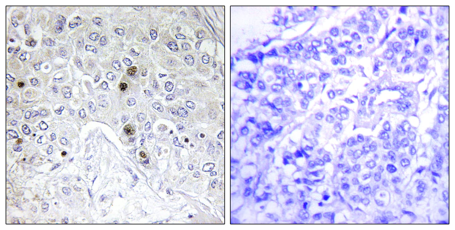 BATF Antibody (aa10-59)