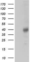 ZFP36 / Tristetraprolin Antibody (clone OTI1A2, Carrier-free)
