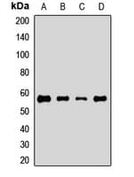 APG5 / ATG5 Antibody