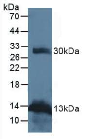 TNFSF11 / RANKL / TRANCE Antibody (PE)
