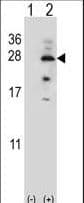 IL17B Antibody (aa39-66)