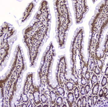 AHR Antibody