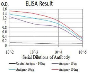 GRIN3B / NR3B Antibody (clone 2A8E11)