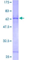 Human CTSZ / Cathepsin Z Protein (Recombinant GST)