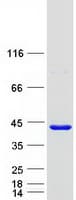 Human FANK1 Protein (Recombinant Myc-DDK (Flag))