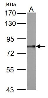 DDX3 Antibody (aa70-346)