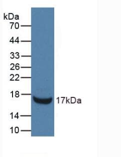 RNASE3 Antibody