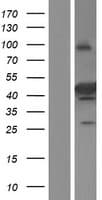 SEC14L4 Protein (Over-Expression Lysate Myc-DDK (Flag))
