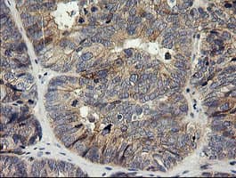 HRAS / H-Ras Antibody (clone OTI1C8, Carrier-free)