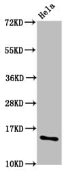 HIST1H2AI Antibody