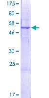 Human OXNAD1 Protein (Recombinant GST)