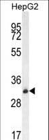 OR4K5 Antibody (aa284-313)