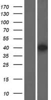POU4F1 / BRN3A Protein (Over-Expression Lysate Myc-DDK (Flag))