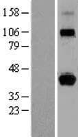 HLA-G Protein (Over-Expression Lysate Myc-DDK (Flag))