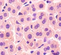 VAMP7 / SYBL1 / T1 VAMP Antibody