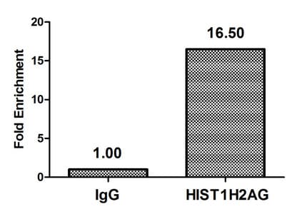 HIST1H2AI Antibody
