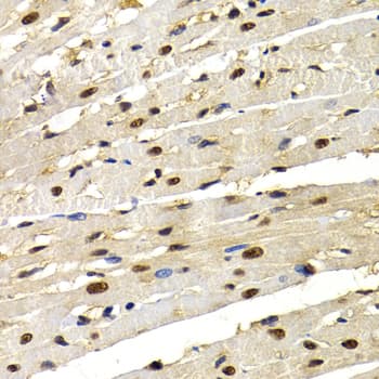 IRF2 Antibody